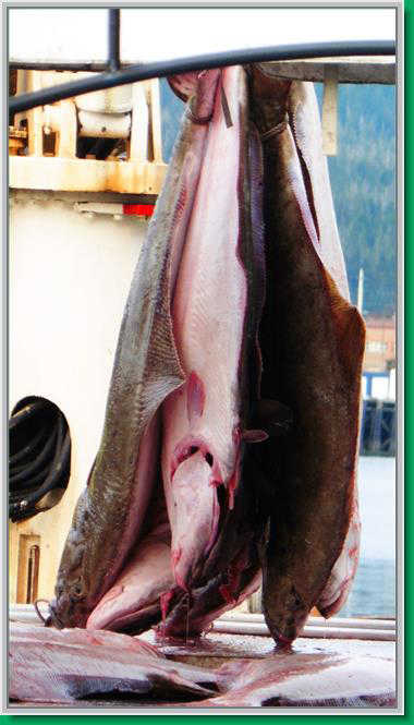 Freshly caught halibut is lowered for processing on a downtown dock.