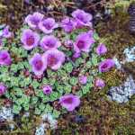 Purple mountain saxifrage in bloom near Mendenhall Glacier. Can you spot the moth?