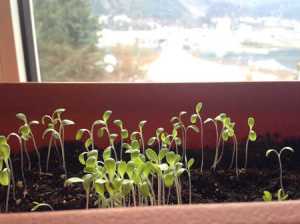 Leggy oak leaf lettuce.