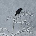 Local photographer Wayne Owen took this photo, one of those by Alaska Photographic Arts Association members that will be on display at KTOO during April's First Friday.