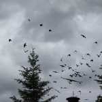An eagle hits a crow nest in 2014.