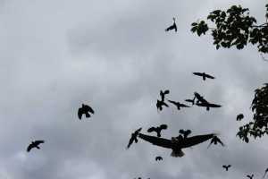 An eagle flies with crows after hitting a nest.