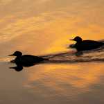 Two common merganser ducks using spring's last light to fish the edge of the saltchuck. Taken on the first day of spring, March 20, 2016.