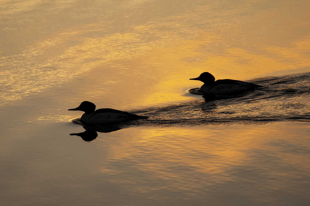 Two common merganser ducks using spring's last light to fish the edge of the saltchuck. Taken on the first day of spring, March 20, 2016.