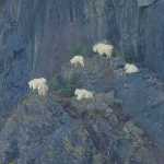 Mountain goats on the east side of the Mendenhall Glacier