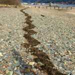 Seaweed forms a jagged line along the shore at Sandy Beach. Photo by Margaret Herron.