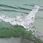 A Mendenhall Lake iceberg resembles a bird in flight. Photo by Denise Carroll.