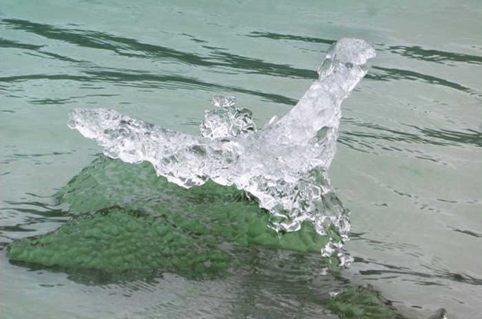 A Mendenhall Lake iceberg resembles a bird in flight. Photo by Denise Carroll.