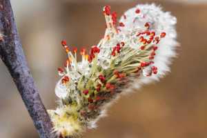 Pussy willows.
