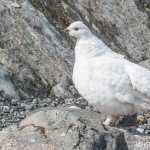 White-tailed ptarmigan, the is the rarest of the three ptarmigan species in this area, near the Mendenhall glacier.