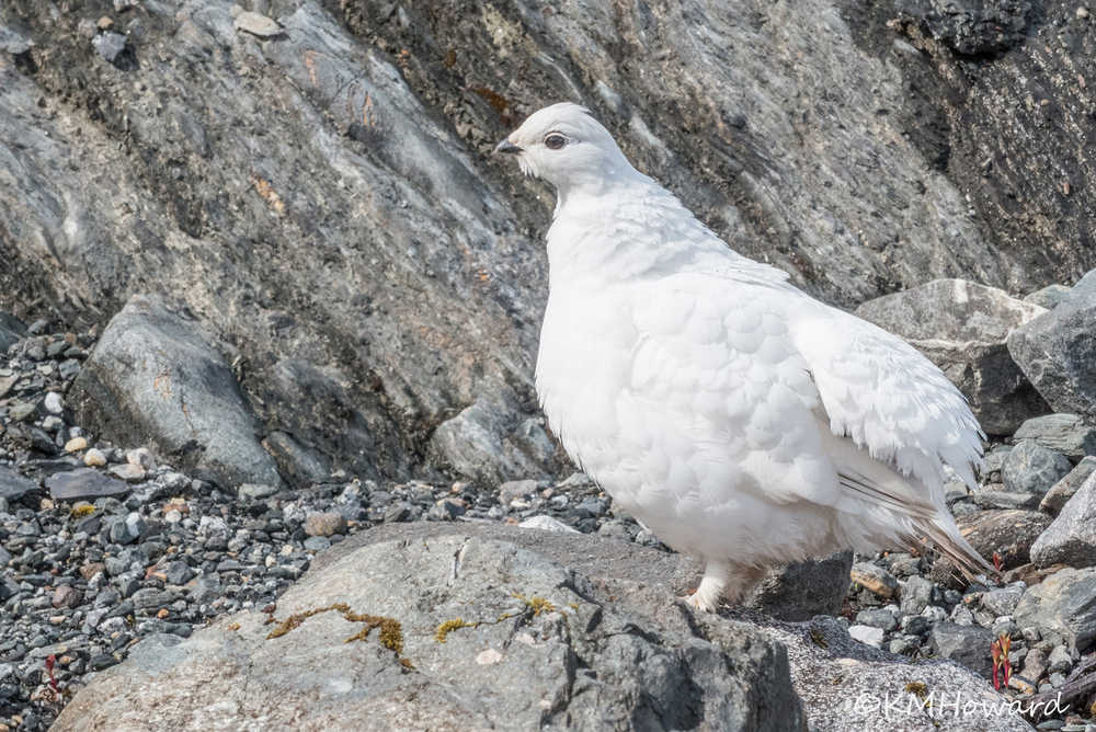 White-tailed ptarmigan, the is the rarest of the three ptarmigan species in this area, near the Mendenhall glacier.
