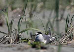 Yakutat hosts one of the largest and southernmost known nesting colonies of Aleutian Terns.
