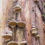 Artist's conks seem to artistically "drip" down a tree stump. Photo by Kerry Howard.