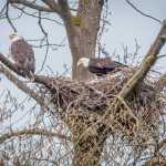 A pair of bald eagles working on their nest.