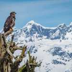 A bald eagle posing on a sunny day in the wetlands.