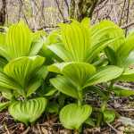 Hellebore grows incredibly fast in the spring; this patch is up Sheep Creek Valley.