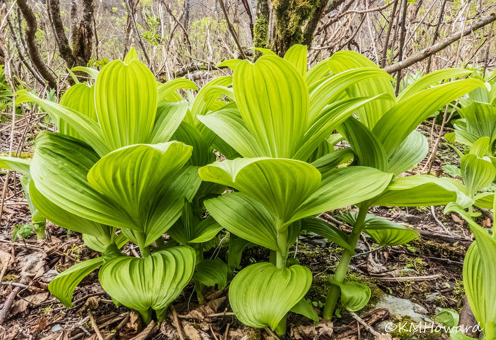 Hellebore grows incredibly fast in the spring; this patch is up Sheep Creek Valley.