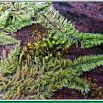 Spring growth of fern, moss and lichens work their way across a decaying log.
