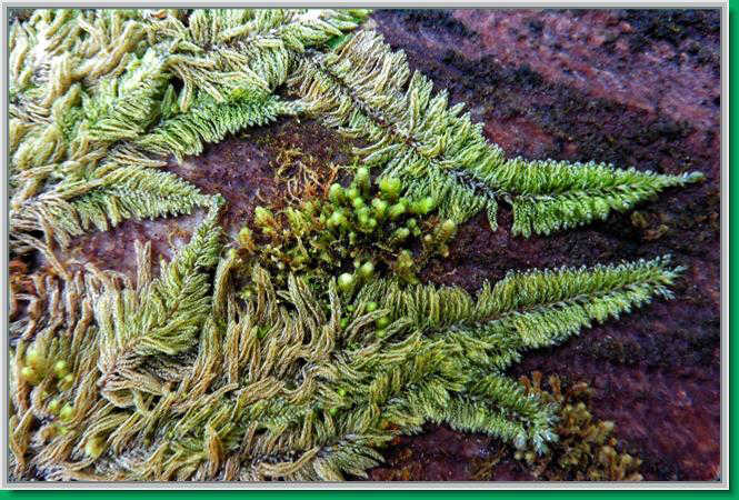 Spring growth of fern, moss and lichens work their way across a decaying log.