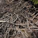 Architecture as art - a beaver lodge in Dredge Lake. Photo by Denise Carroll.