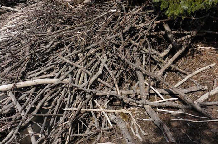 Architecture as art - a beaver lodge in Dredge Lake. Photo by Denise Carroll.