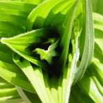 The innards of a sprouted false hellebore on Sheep Creek trail. Photo by Denise Carroll.
