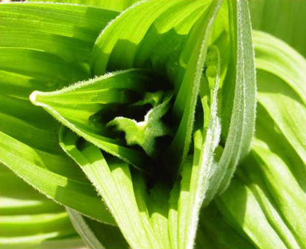 The innards of a sprouted false hellebore on Sheep Creek trail. Photo by Denise Carroll.