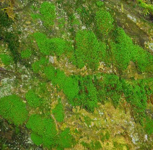 Brightly colored moss against a lichen-coated rock. Photo by Denise Carroll.