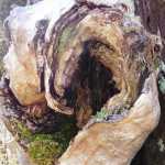 The curved outgrowth on a tree trunk burl resembles an ear. Photo by Denise Carroll.