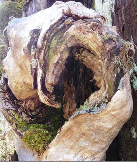 The curved outgrowth on a tree trunk burl resembles an ear. Photo by Denise Carroll.