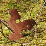 Spruce bark abstract, as seen in the woods on East Glacier Trail. Photo by Brooke Daly.