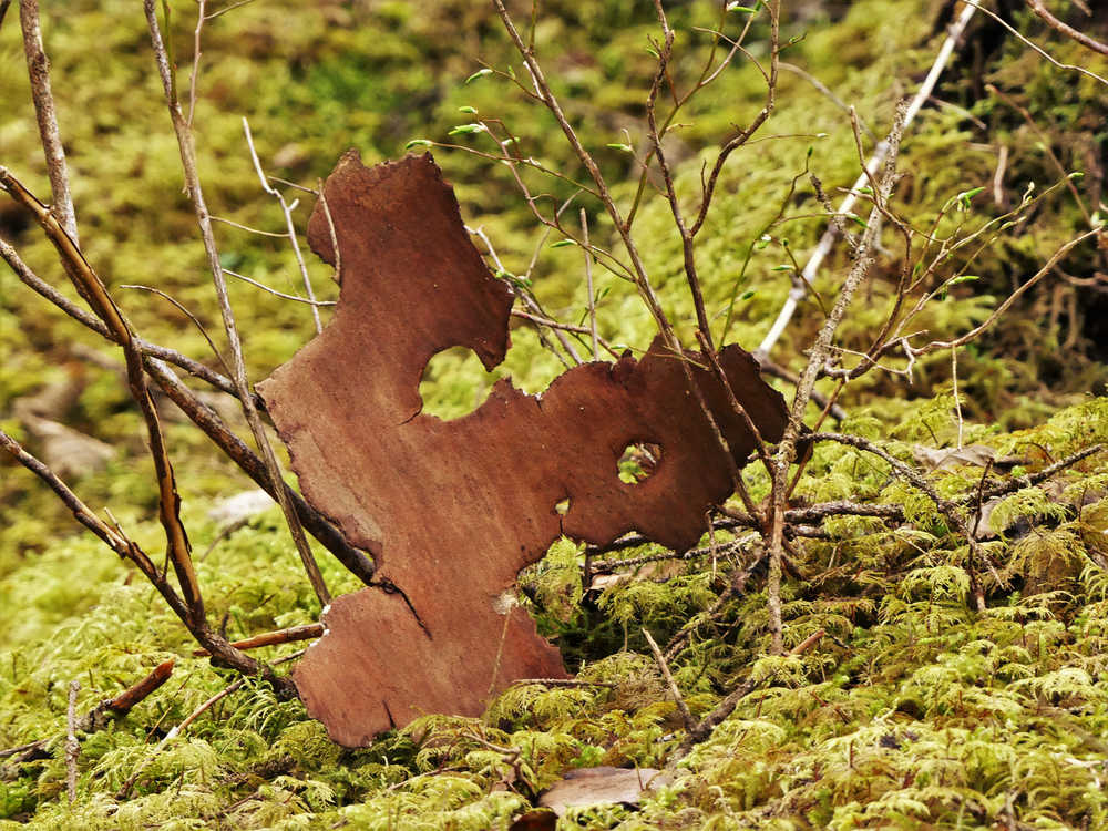 Spruce bark abstract, as seen in the woods on East Glacier Trail. Photo by Brooke Daly.