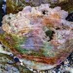 An old clam shell slowly returns to the sea. Photo by Kerry Howard.