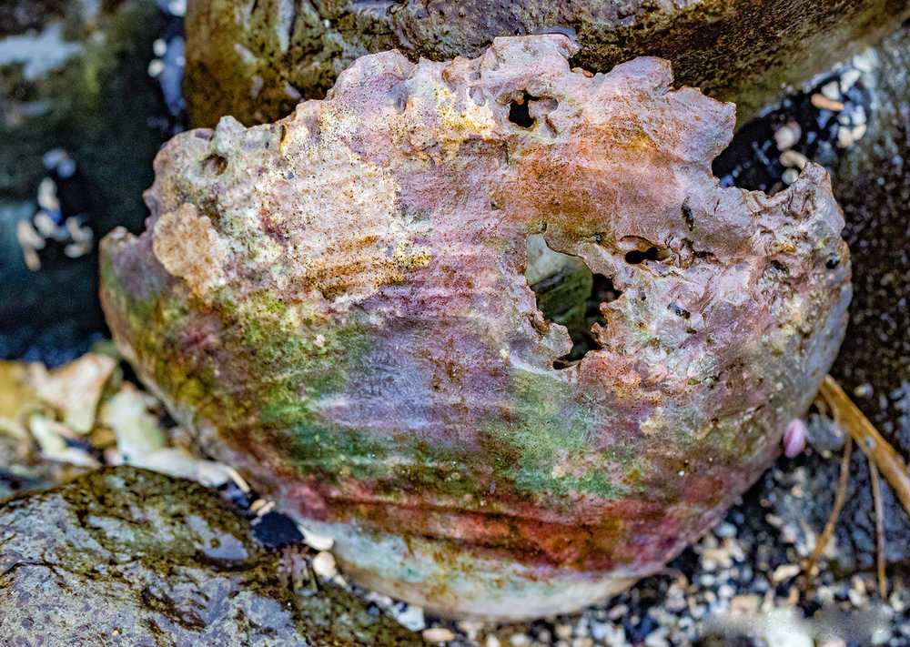 An old clam shell slowly returns to the sea. Photo by Kerry Howard.