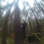 Student Harrison Voegeli takes measurements of young growth during forestry training on Prince of Wales. The data will be used to determine the health and productivity of young growth timber as a sustainable resource. Photo by Quinn Aboudara.
