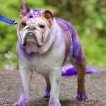 Runners were not the only ones who were getting some color during Sunday's fundraiser.