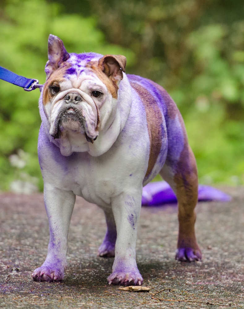 Runners were not the only ones who were getting some color during Sunday's fundraiser.