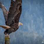 A bald eagle takes off from the wetlands on a rainy day.