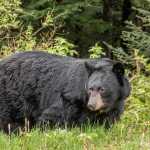 A healthy black bear grazing on grass near Auke Rec.