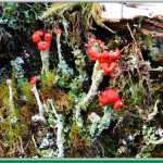 Cladonia Cristatella or British Soldiers is a lichens resembling English Revolutionary War soldiers.