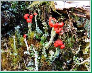 Cladonia Cristatella or British Soldiers is a lichens resembling English Revolutionary War soldiers.