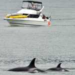 Recreational boaters watch two orca whales swim near Juneau in July 2011.