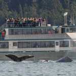 Four humpback whales dive in front of a Allen Marine whale watching boat during the first day of the 69th annual Golden North Salmon Derby in August 2015.