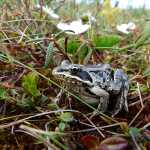 Pictured is a wood frog, the only amphibian in northern Alaska.