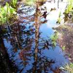Reflection of Sitka spruce in a Point Bridget State Park pond. Photo by Denise Carroll.