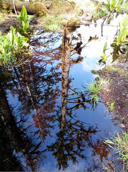 Reflection of Sitka spruce in a Point Bridget State Park pond. Photo by Denise Carroll.