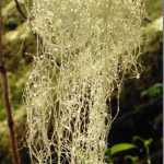 Dewdrops sparkle in the sunshine on witches hair lichen on Gold Ridge trail. Photo by Denise Carroll.