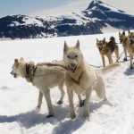 In this July 2012 photo, a sled dog team is shown on the Norris Glacier, where an Era Helicopters LLC helicopter crashed on Thursday, injuring the pilot. No one else was on board, according to authorities.