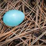 An abandoned robin's egg. Photo by Kerry Howard.