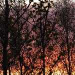 Silhouettes of birch trees against a Fairbanks sunset. Photo by Denise Carroll.